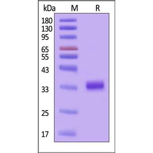 Biotinylated Human IgG1 Fc protein