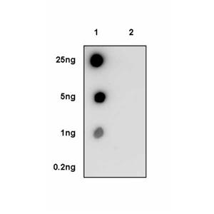 Phospho-eIF4E (Ser209) Recombinant Rabbit mAb (S-2652-195)