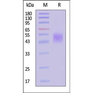 Biotinylated Human NKG2A&CD94 Protein