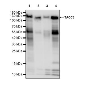 TACC3 Recombinant Rabbit mAb (S-3048-50)