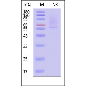 Human Glypican 2 / GPC2 Protein