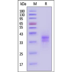 Unconjugated Human LTBR / TNFRSF3 Protein
