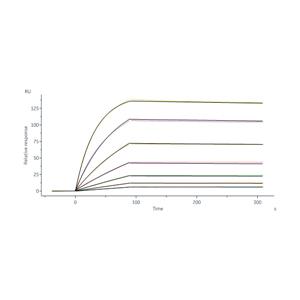 Human IgE Fc Protein