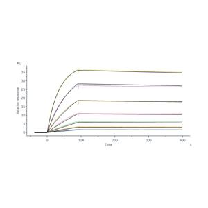 Human IgE Fc Protein