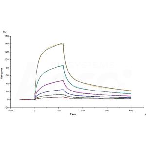 Mouse Fc gamma RIV / CD16-2 Protein