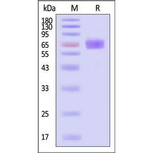 Human Angiopoietin-2 / ANGPT2 Protein