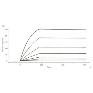 Human CLEC5A / MDL-1 Protein