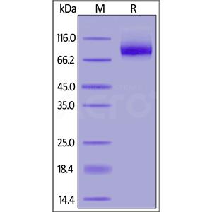 Human Neuropilin-1 / NRP1 / CD304 Protein
