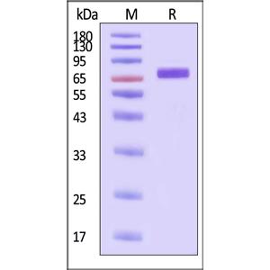 Mouse Serum Albumin Protein