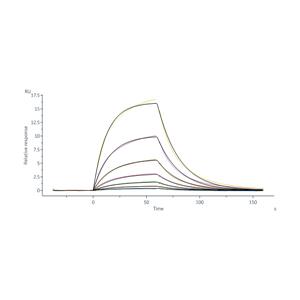 Biotinylated Mouse Serum Albumin Protein
