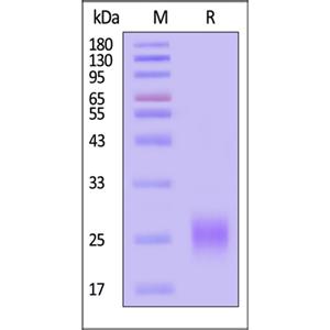 Human ALK-1 Protein