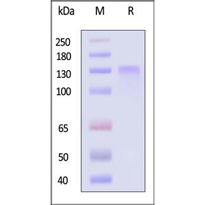 Human LDL R Protein