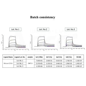 Mouse Fc gamma RIII / CD16 Protein