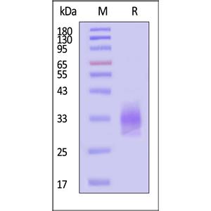 Human TNFSF11 / RANKL / CD254 Protein
