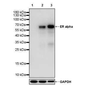 ER alpha Recombinant Rabbit mAb, PBS Only (SDT-2950-36)