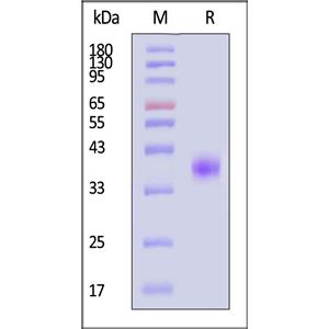 Human NKp46 / NCR1 / CD335 Protein