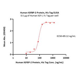 Human IGFBP-2 Protein