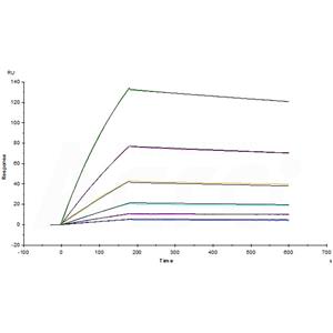 Human Glypican 3 / GPC3 Protein