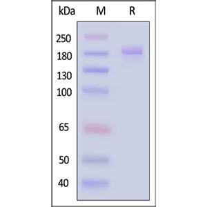 Thrombospondin-2 Protein