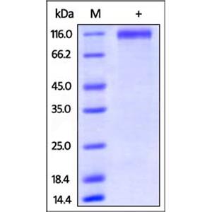 Human P-Selectin / CD62P Protein