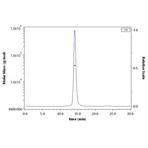 Human CD23 / Fc epsilon RII Protein