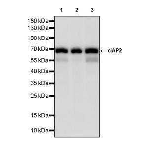 cIAP2 Recombinant Rabbit mAb (S-2483-8)
