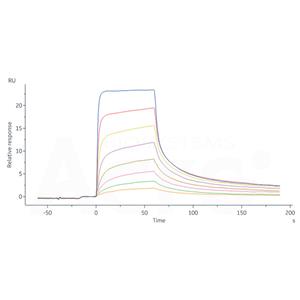 Biotinylated Human IgG1 Fc protein