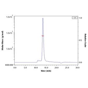Human CD8 alpha&beta (CD8A&CD8B) Heterodimer Protein