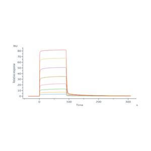 Mouse Fc gamma RIIB / CD32b Protein