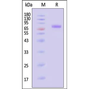 Biotinylated Human Siglec-10 Protein