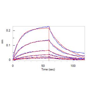 Human CD8 alpha&beta (CD8A&CD8B) Heterodimer Protein