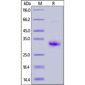 Human IgG1 Fc Protein