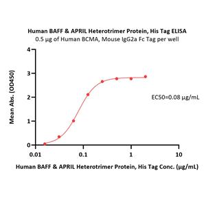 Human BAFF & APRIL Heterotrimer Protein