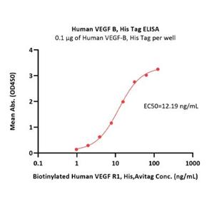 Human VEGF-B Protein