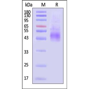 Mouse CD19 Protein