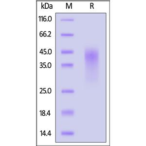 Human CD27 / TNFRSF7 Protein
