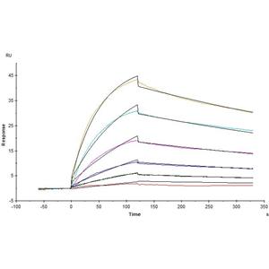 Biotinylated SARS-CoV-2 S protein
