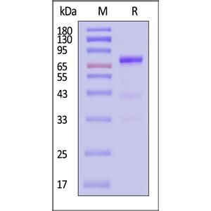 Biotinylated Human Glypican 3 / GPC3 Protein