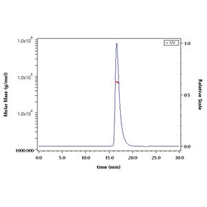 Human Cathepsin B / CTSB Protein