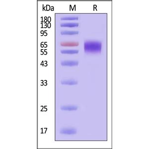 Human EGFRvIII Protein