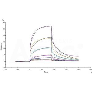 Mouse Serum Albumin Protein