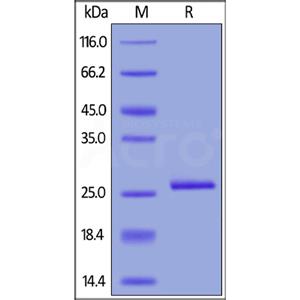 C-Reactive Protein (CRP)