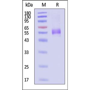 Human ICOS / CD278 Protein, Fc Tag