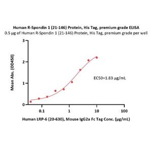 R-Spondin 1 / RSPO1 Protein