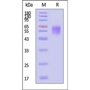 Cynomolgus / Rhesus macaque CD19 (20-292) Protein
