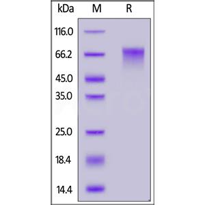 Human Nectin-3 / CD113 Protein