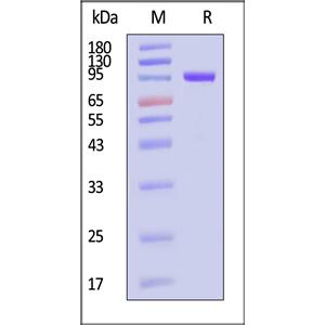 Biotinylated Human FAP Protein