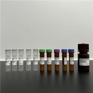 SDF1/CXCL12 Recombinant Rabbit mAb (SDT-3675)