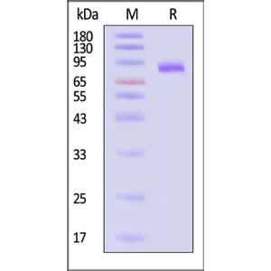 Cadherin-9 / CDH9 Protein