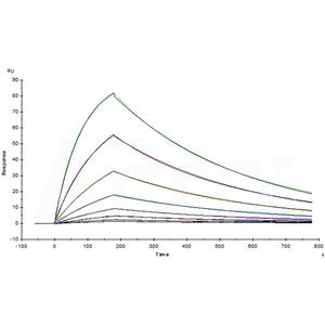Human TIM-3 / HAVCR2 Protein